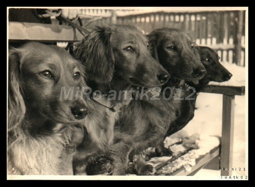 Foto mostra cani di razza - mostra,