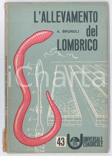 1967 brunoli l allevamento - 1967, a.