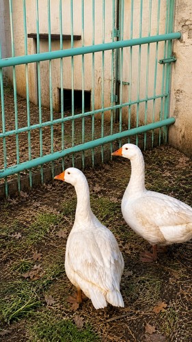 Uova feconde oca bianca - oca,