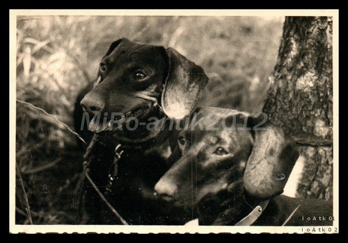 Foto mostra cani - cani, razza