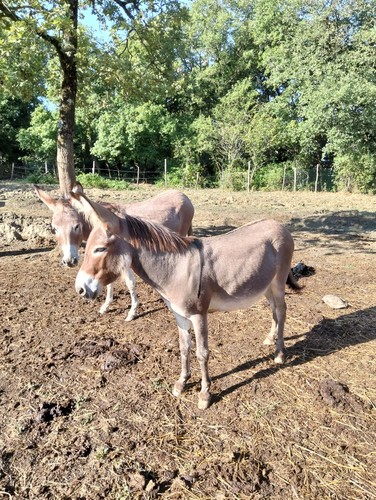 Coppia asini animali - (2), da