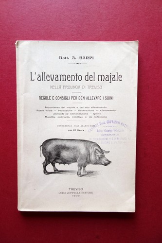 Allevamento del maiale nella - del,